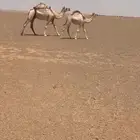 ابل