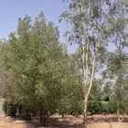 استراحه للنزهة في طلحة ( الشيبانية)