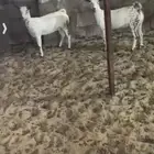 ماعز عمانية