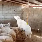 خروف فحل للبيع