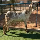 فحل ساكني درماني صنف نادر خصم تم البيع