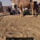 حمرا عشرا وشعلا عجم