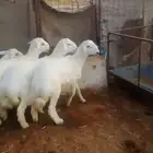 مشاريع فحول