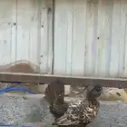 طقم حباحب دجاجة تايقر ملكي وديك لون طيب