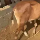 خميس مشيط