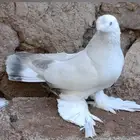 مطلوب حمام تركي سوري