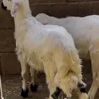 خروفين صفر سمان
