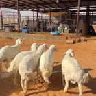 تم البيع 12 حري فاخر العمر 5 شهور