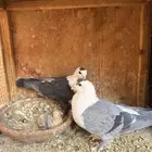 حمام زواج لبناني