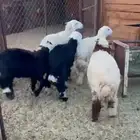 طليان ورخال