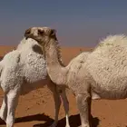 حيسونيه مفروده على جميع الشروط الموقع في المزاين