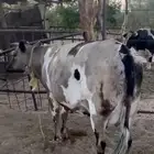 بقر للبيع جمله