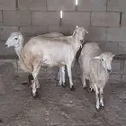 خرفان مخصاه فل شحم ( تم البيع)