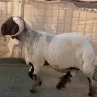 فحل نعيم خصصم