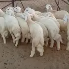 طليان ورخال