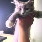 قط شيرازي للتبني