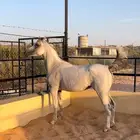 فرس للبيع