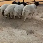 خرفان نعيم