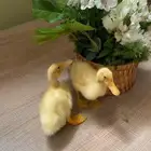 بط جميل للتبني