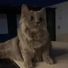 قطه طالبه تزاوج