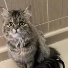 قطه انثى