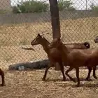 غنم