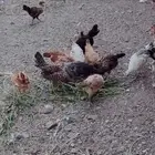 دجاج بلدي للبيع