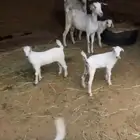 غنم بيشيات 6 يتبعها 6 للبيع