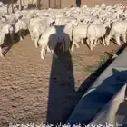 اظاحي طيبه خرفاوسعر طيب وعرض طيبه وناريه بيع جمله وتفريد
