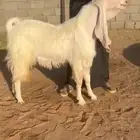 للبيع تيس مطور نادر
