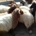 خرفان نعيم