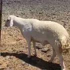 طلي حري صنف