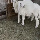 طليان للبيع فل شحم الحد من 1500