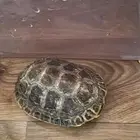 سلحفاه للبيع