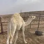 قعود طايش تحت امه باقي مافطمناه