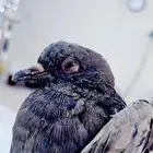 حمام مصابه الي يعرف ينقذها يجي يأخذها