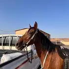 للبيع فرس شعبيه شيخه
