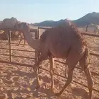 حاشي