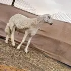 فحل حري صنف مشروط