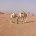 ابل