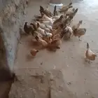 دجاج للبيع