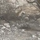 ارانب الرمله