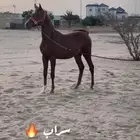 مهر للبيع كفوا