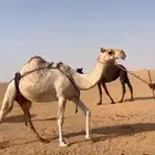 ابل