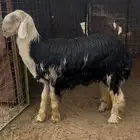 خروف نجدي صنف مشروع فحل