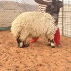 ذبايح نعيمي ذبيحه نعيم