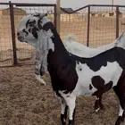 معزا جروم ودفيع شرط ثلاث شهور