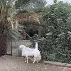 خروف فحل مشروط