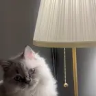 قطة هملايا معقمة للتبني بدون مقابل مادي ( الرياض)