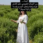 حناء وسدر اصلي المدينه